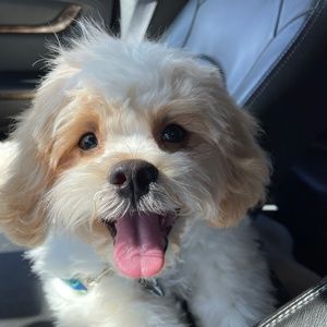 Meet your Posher, Meg